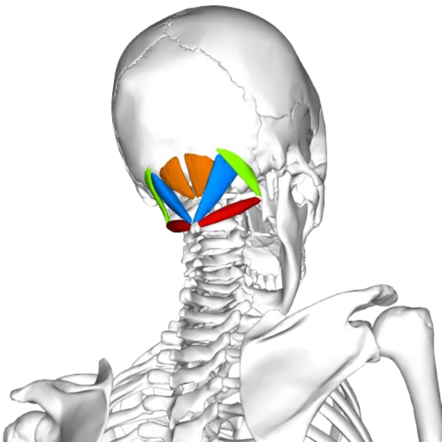 Muscles sous-occipitaux